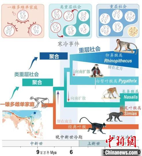 寒冷事件促进亚洲叶猴社会聚合。　乐鱼网页版页面登录供图