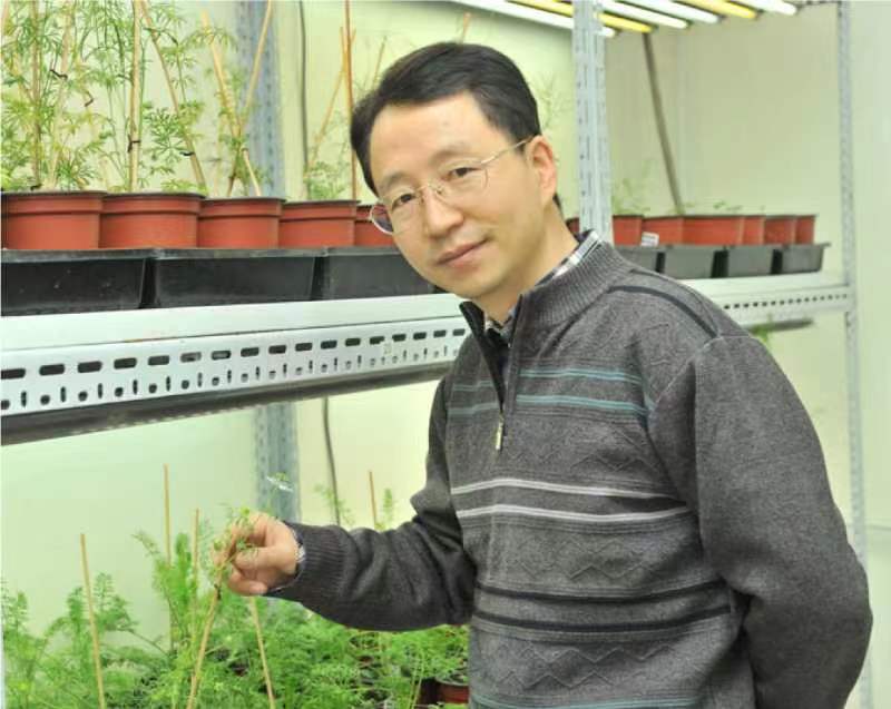 乐鱼网页版页面登录创新论坛第一千二百六十八讲暨120周年校庆年系列活动：复杂花瓣的发育与进化