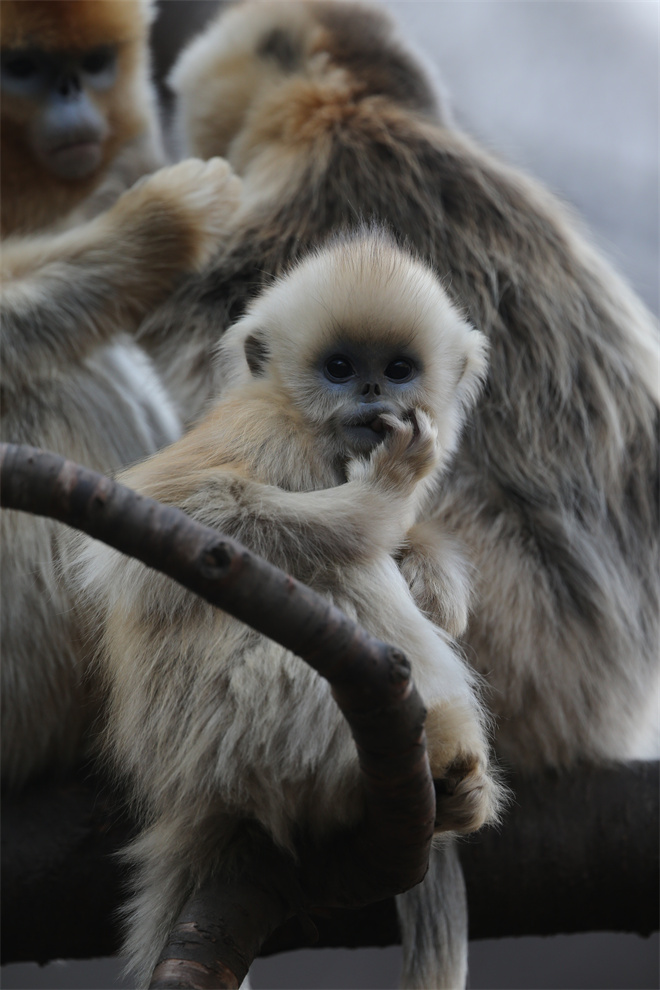 Science封面文章：乐鱼网页版页面登录金丝猴研究团队首次系统揭示灵长类社会演化之谜_fororder_金丝猴
