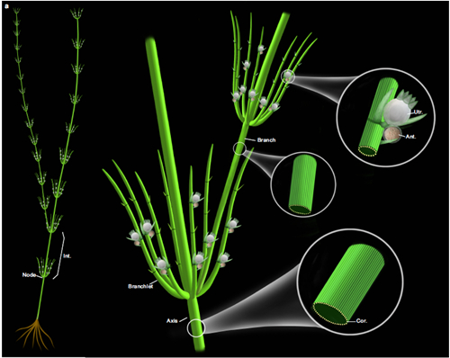 基于化石和现代轮藻纲构建的奇迹塔里木轮藻复原图（乐鱼网页版页面登录博物馆刘茜绘制）